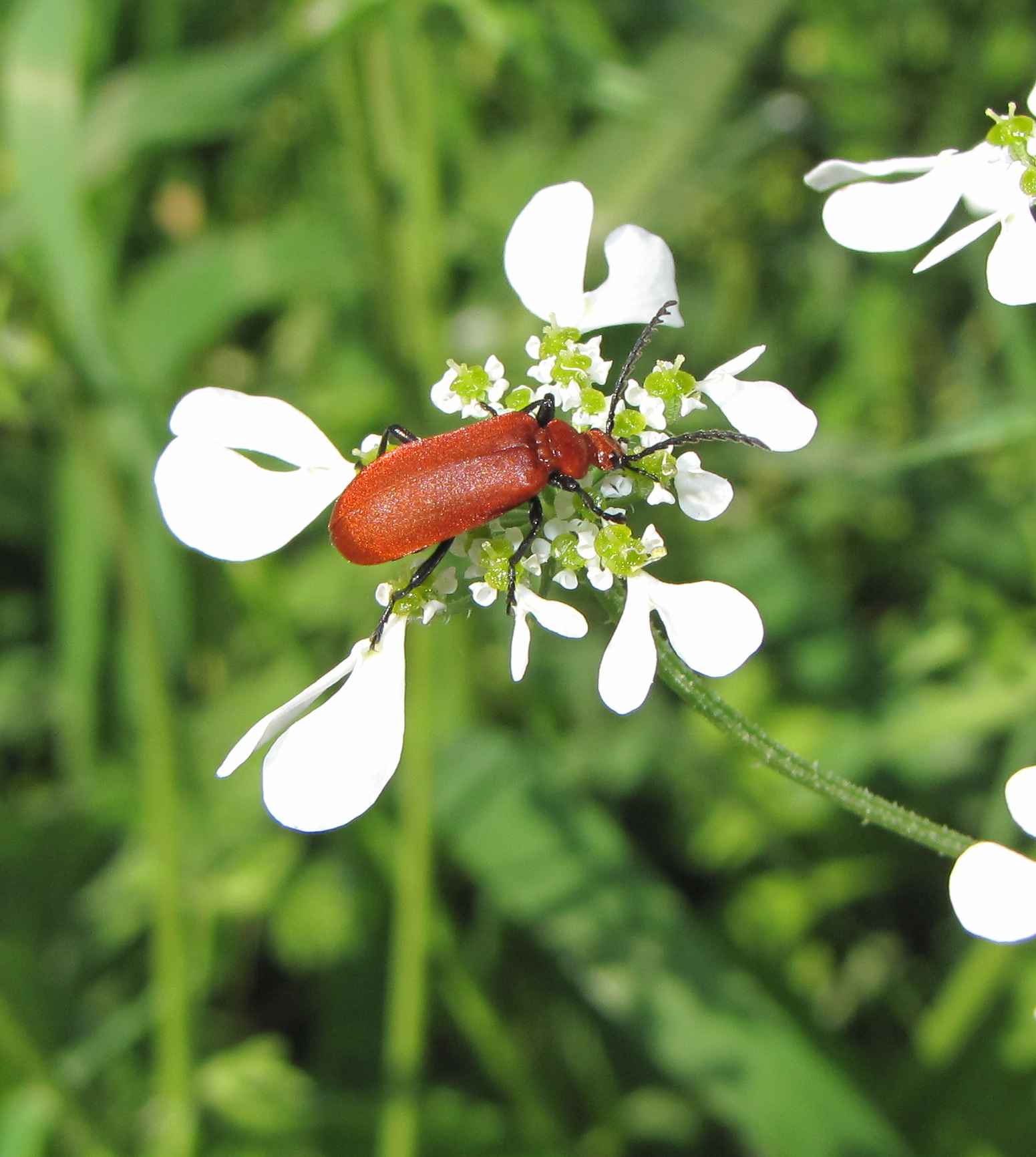 Pirochroa